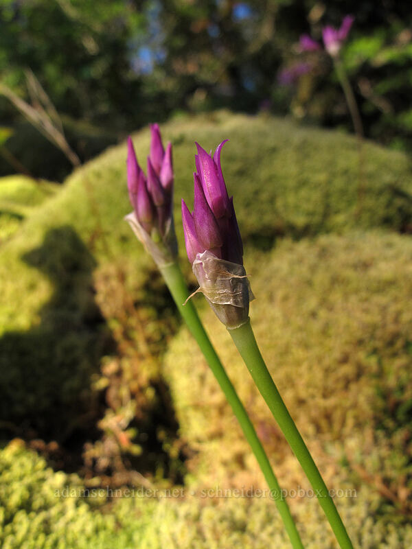 taper-tip onion (Allium acuminatum) [Munra Point Trail, John B. Yeon State Park, Multnomah County, Oregon]