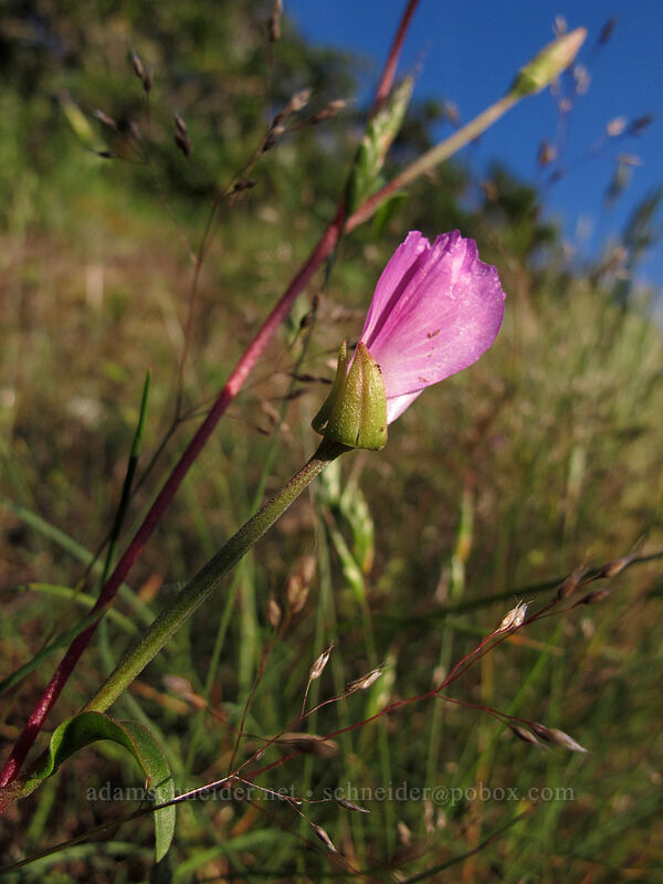 farewell-to-spring (Clarkia amoena) [Munra Point Trail, John B. Yeon State Park, Multnomah County, Oregon]