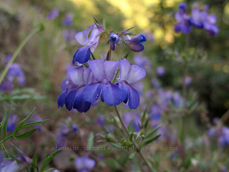 large-flowered blue-eyed mary (Collinsia grandiflora) [Munra Point Trail, John B. Yeon State Park, Multnomah County, Oregon]