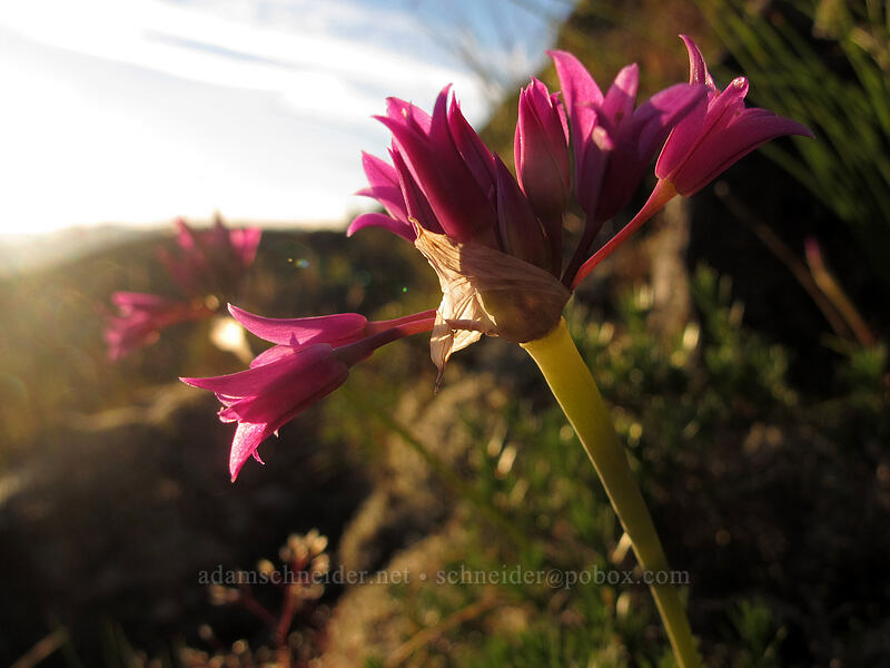taper-tip onion (Allium acuminatum) [Munra Point, John B. Yeon State Park, Multnomah County, Oregon]