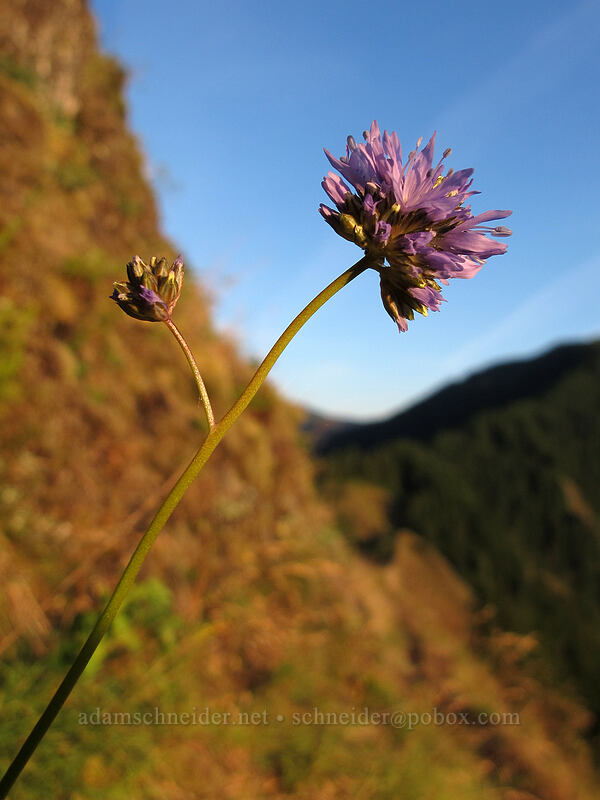 blue-headed gilia (Gilia capitata) [Munra Point, John B. Yeon State Park, Multnomah County, Oregon]