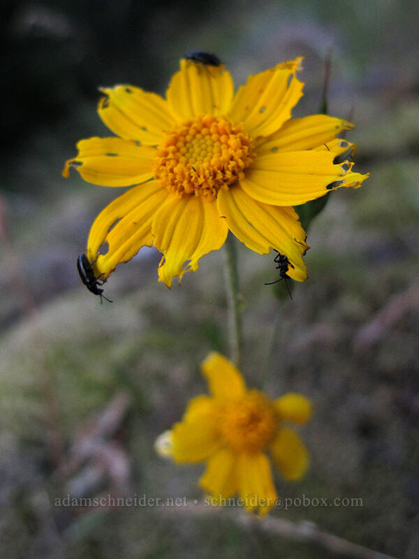 beetles eating Oregon sunshine (Eriophyllum lanatum) [Munra Point Trail, John B. Yeon State Park, Multnomah County, Oregon]