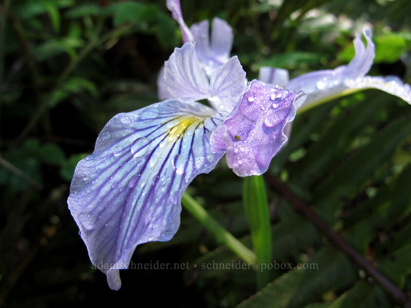Oregon iris (Iris tenax) [Saddle Mountain Trail, Clatsop County, Oregon]