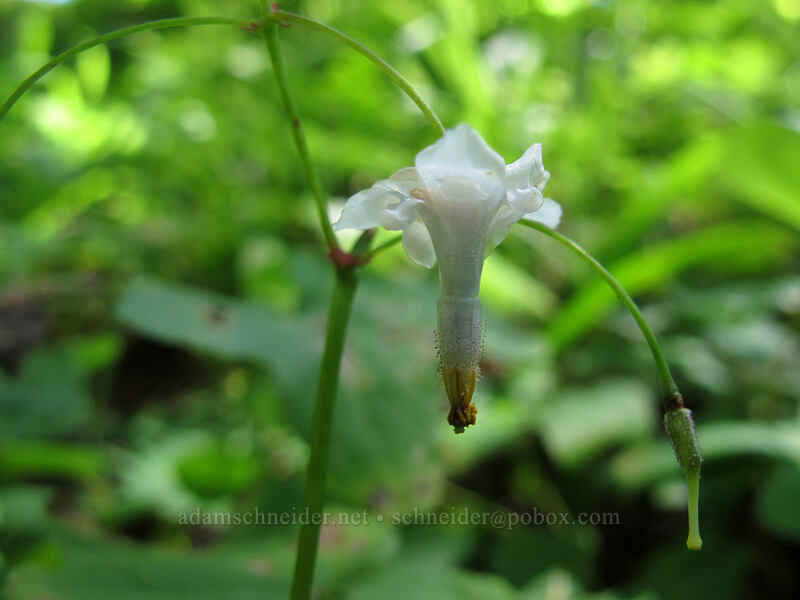 northern inside-out flower (Vancouveria hexandra) [Saddle Mountain Trail, Clatsop County, Oregon]