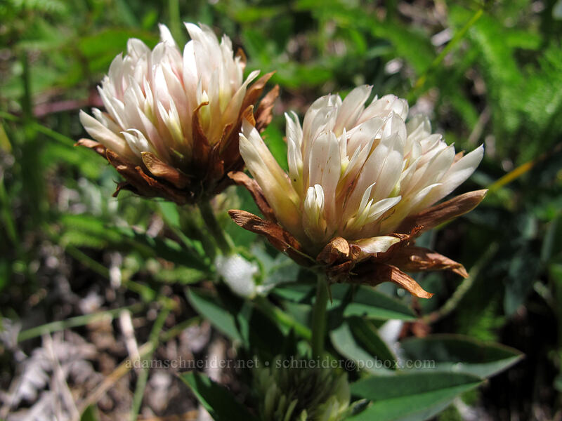 long-stalked clover (Trifolium longipes ssp. caurinum) [Saddle Mountain Trail, Clatsop County, Oregon]