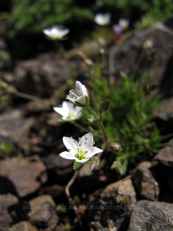boreal sandwort (Minuartia rubella (Arenaria rubella) (Sabulina rubella)) [Saddle Mountain Trail, Clatsop County, Oregon]
