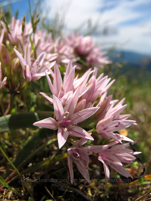 scalloped onion (Allium crenulatum) [Saddle Mountain Trail, Clatsop County, Oregon]