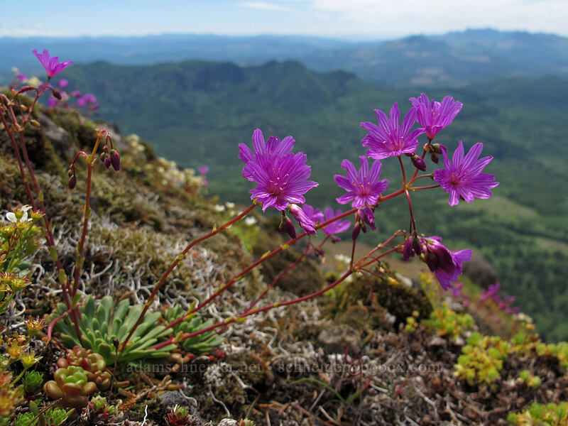 rosy Columbia lewisia (Lewisia columbiana var. rupicola) [Saddle Mountain Trail, Clatsop County, Oregon]