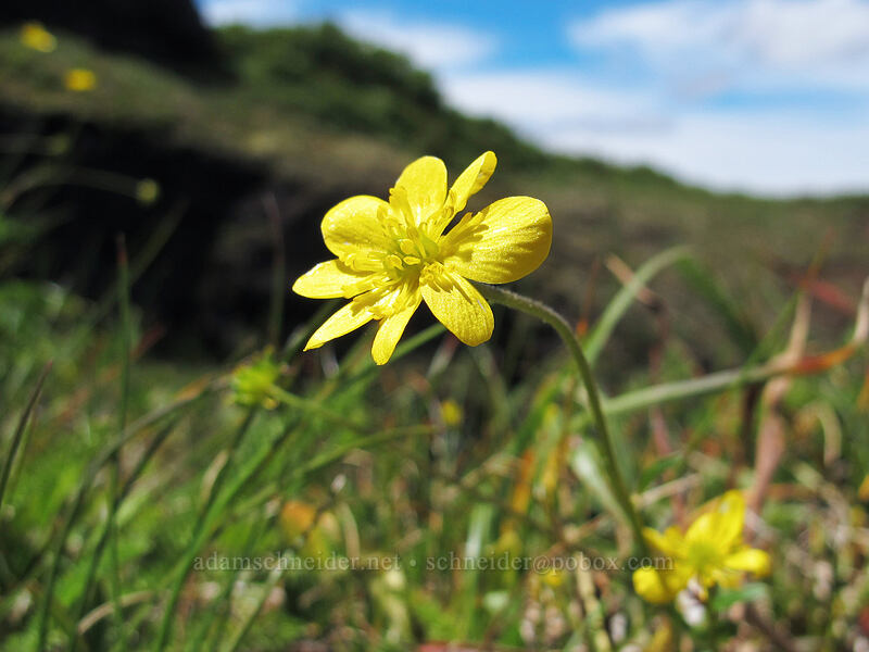 buttercup with too many petals (Ranunculus occidentalis) [Saddle Mountain Trail, Clatsop County, Oregon]