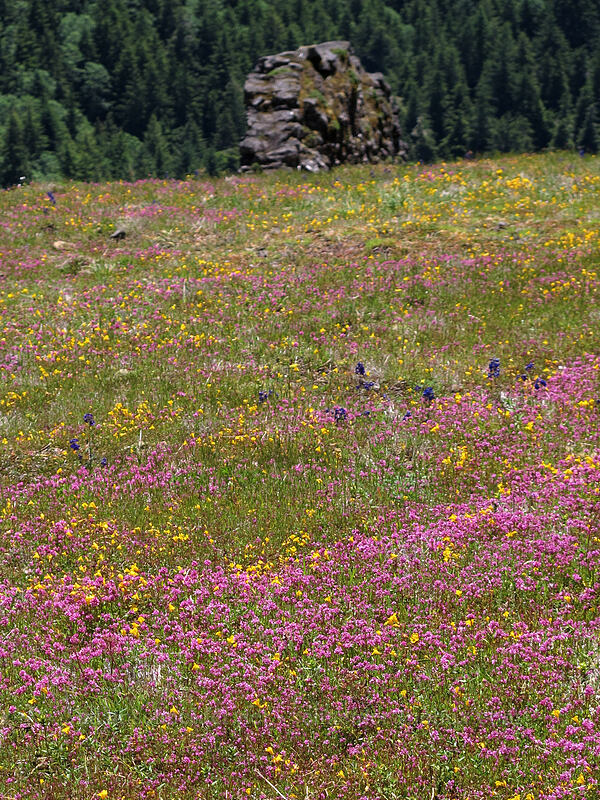 wildflowers (Plectritis congesta, Mimulus guttatus, Delphinium menziesii) [Saddle Mountain Trail, Clatsop County, Oregon]