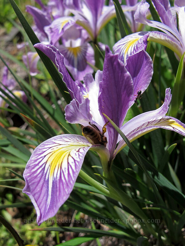 Oregon iris (and a honeybee) (Iris tenax) [Saddle Mountain Trail, Clatsop County, Oregon]