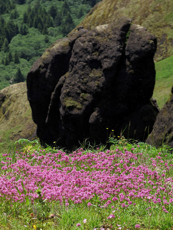 rocks & rosy plectritis (Plectritis congesta) [Saddle Mountain Trail, Clatsop County, Oregon]