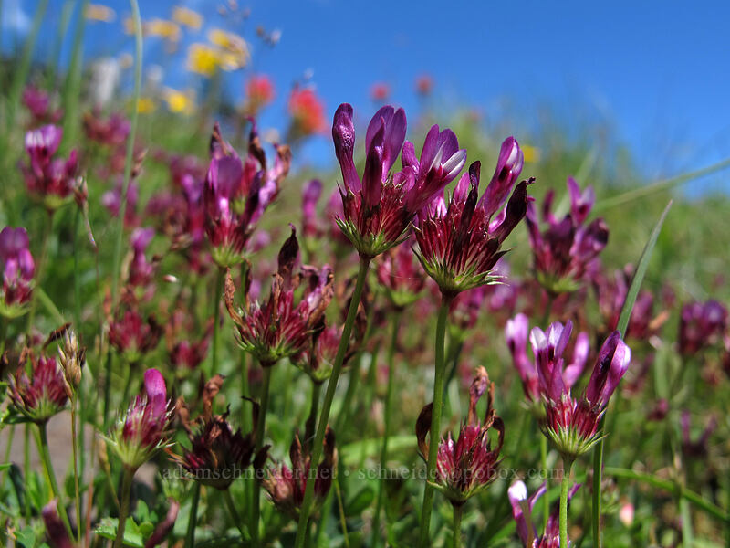 few-flowered clover (?) (Trifolium oliganthum) [Saddle Mountain Trail, Clatsop County, Oregon]