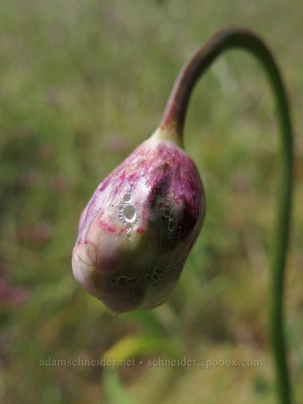 nodding onion, getting ready to bloom (Allium cernuum) [Saddle Mountain Trail, Clatsop County, Oregon]
