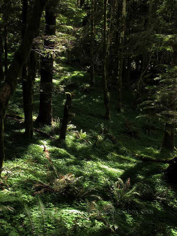 sorrel-covered forest floor (Oxalis oregana) [Saddle Mountain Trail, Clatsop County, Oregon]