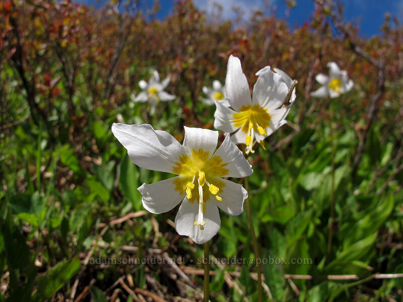 avalanche lilies (Erythronium montanum) [Ed's Trail, Silver Star Mountain, Gifford Pinchot Nat'l Forest, Skamania County, Washington]