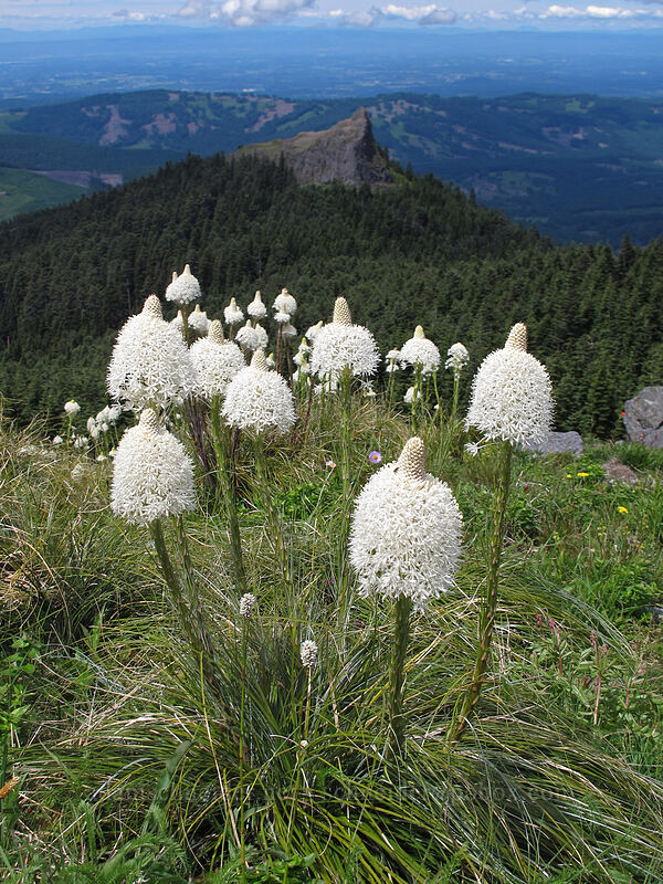 beargrass & Sturgeon Rock (Xerophyllum tenax) [Silver Star Mountain summit, Gifford Pinchot Nat'l Forest, Skamania County, Washington]