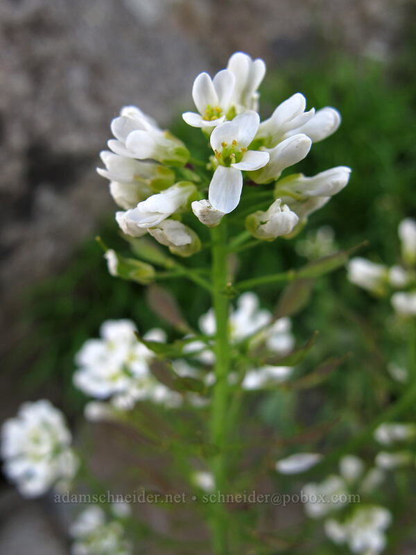 alpine penny-cress (Noccaea fendleri ssp. glauca (Thlaspi fendleri var. glaucum)) [Silver Star Mountain summit, Gifford Pinchot Nat'l Forest, Skamania County, Washington]