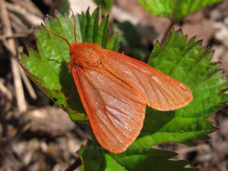 ruby tiger moth (Phragmatobia fuliginosa) [Silver Star Mountain Trail, Gifford Pinchot Nat'l Forest, Skamania County, Washington]