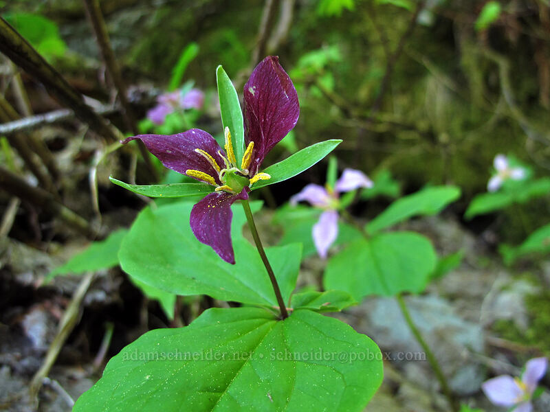 trillium (Trillium ovatum) [Mirror Lake Trail, Mt. Hood National Forest, Clackamas County, Oregon]