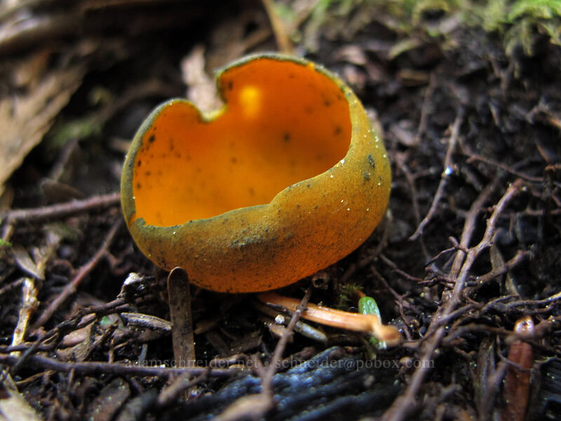 orange peel fungus (Caloscypha fulgens) [Mirror Lake Trail, Mt. Hood National Forest, Clackamas County, Oregon]