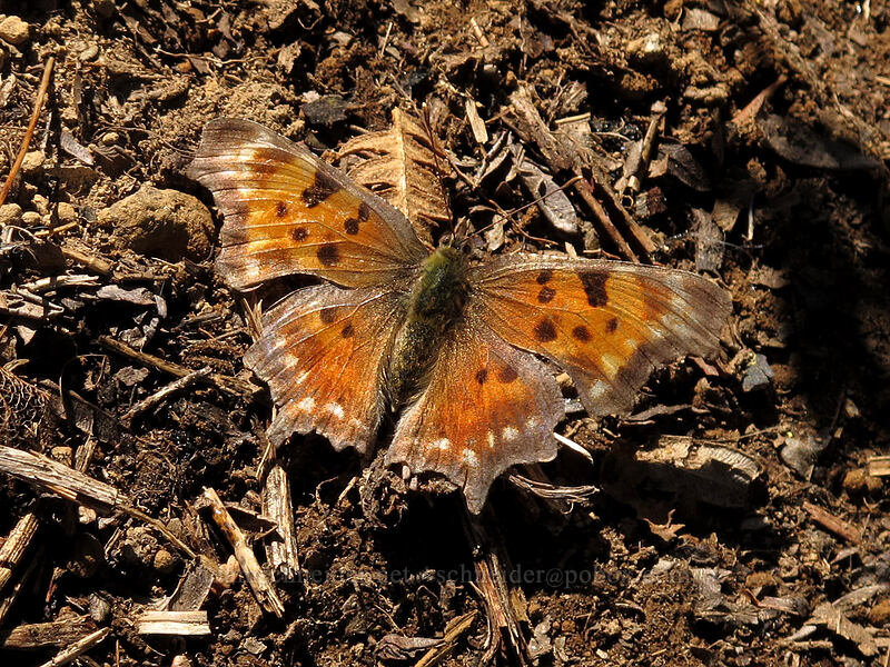 green comma butterfly (Polygonia faunus) [Mirror Lake, Mt. Hood National Forest, Clackamas County, Oregon]
