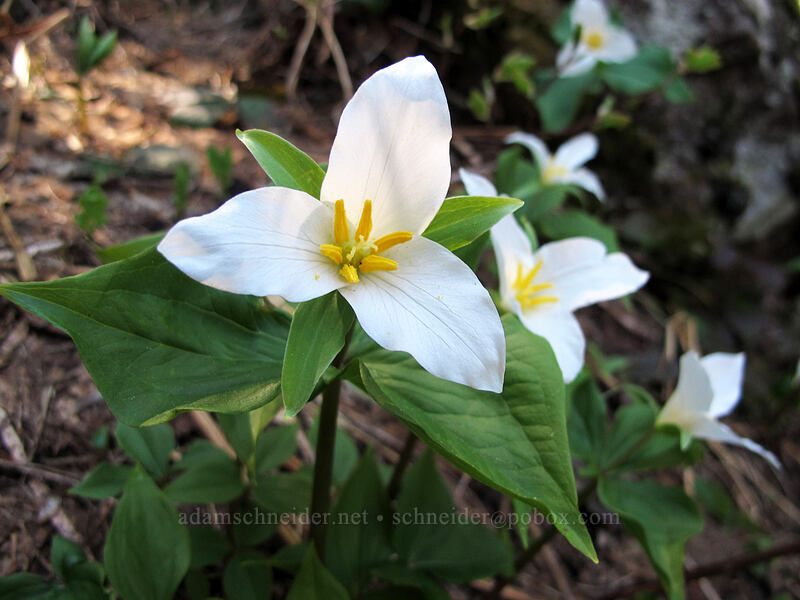 trillium (Trillium ovatum) [Mirror Lake, Mt. Hood National Forest, Clackamas County, Oregon]