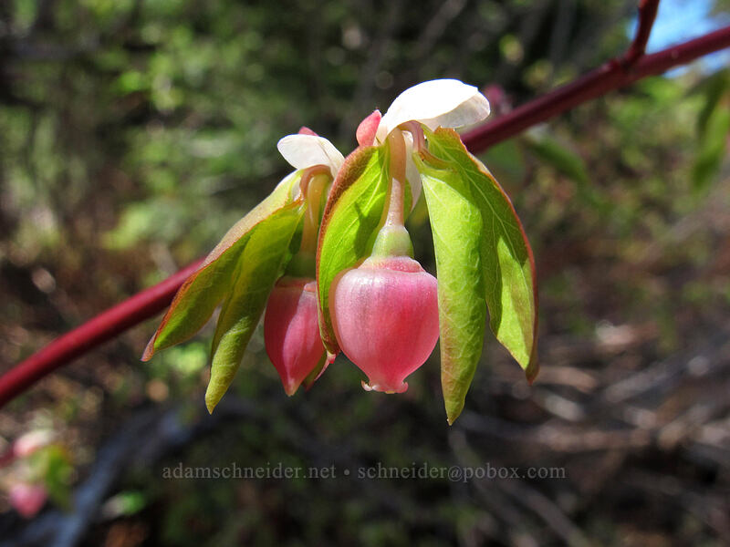 oval-leaf huckleberry flowers (Vaccinium ovalifolium) [Mirror Lake, Mt. Hood National Forest, Clackamas County, Oregon]