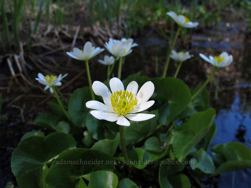white marsh-marigolds (Caltha biflora (Caltha leptosepala var. biflora)) [Mirror Lake, Mt. Hood National Forest, Clackamas County, Oregon]
