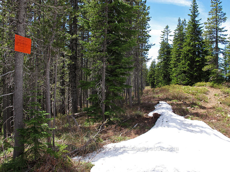 Ski Area Boundary sign [Tom Dick & Harry Mountain, Mt. Hood National Forest, Clackamas County, Oregon]