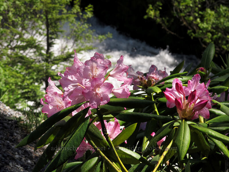 Pacific rhododendron & Camp Creek (Rhododendron macrophyllum) [Mirror Lake Trailhead, Mt. Hood National Forest, Clackamas County, Oregon]