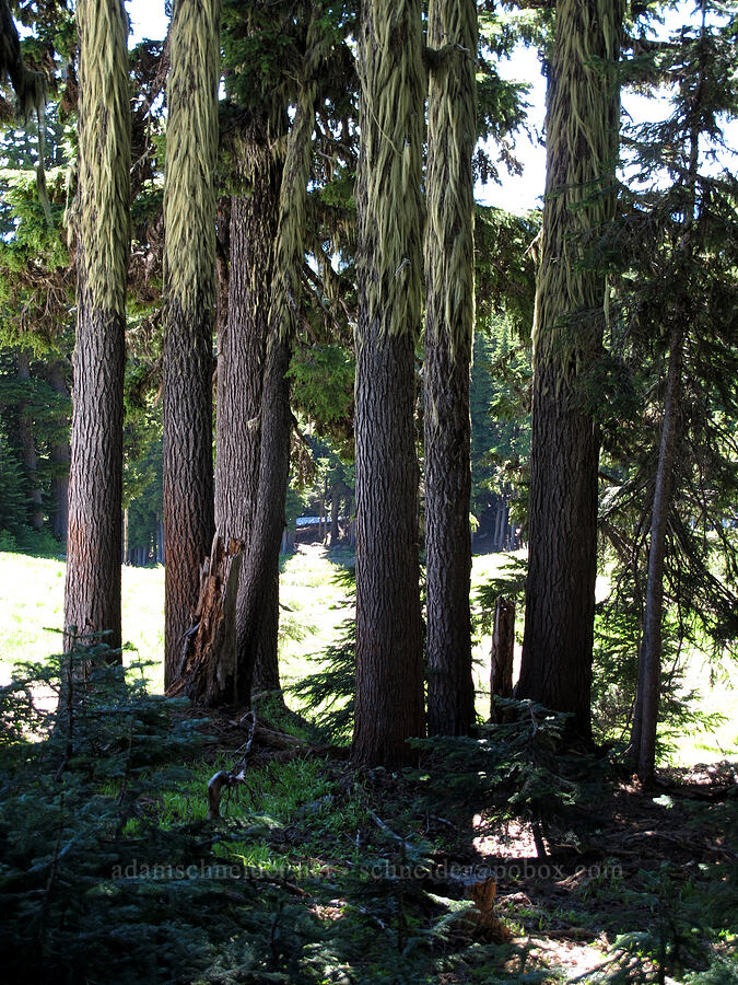 moss/lichen on trees [Mt. Hood Meadows, Mt. Hood National Forest, Hood River County, Oregon]