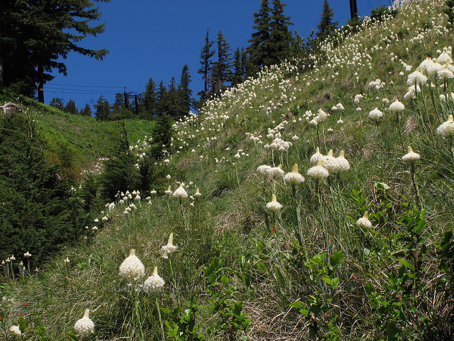 beargrass (Xerophyllum tenax) [Mt. Hood Meadows, Mt. Hood National Forest, Hood River County, Oregon]
