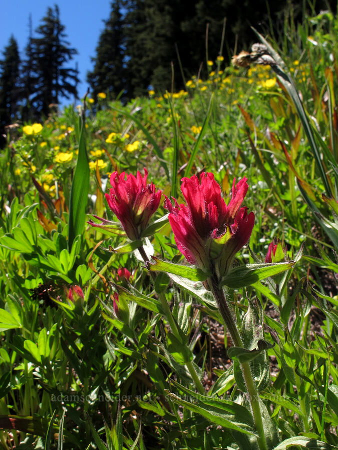 paintbrush & cinquefoil (Castilleja parviflora var. oreopola, Potentilla flabellifolia) [Mt. Hood Meadows, Mt. Hood National Forest, Hood River County, Oregon]