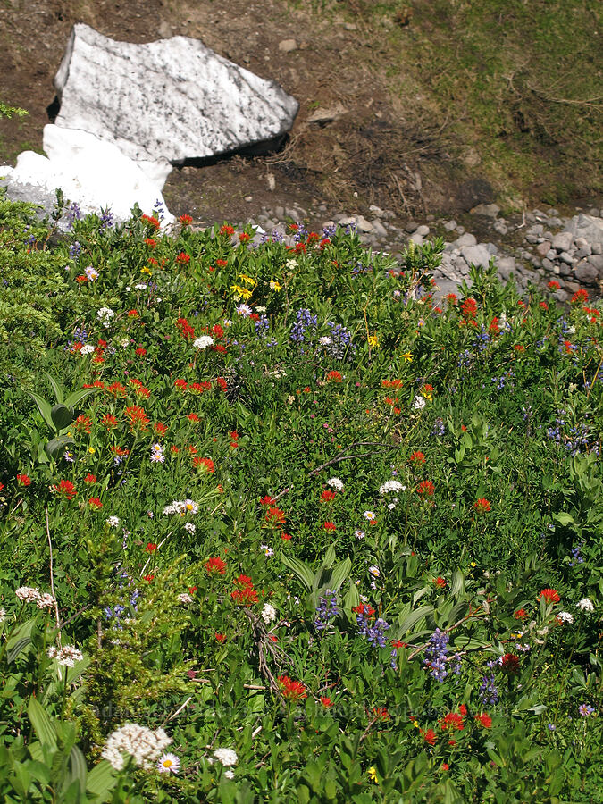 wildflowers & Heather Creek [Heather Canyon, Mt. Hood National Forest, Hood River County, Oregon]