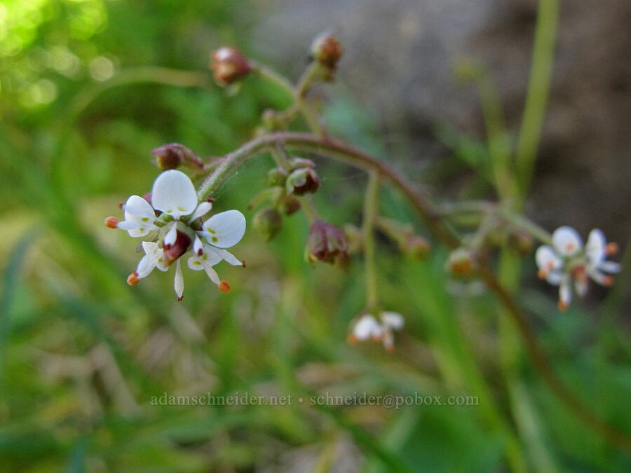 brook saxifrage (Micranthes odontoloma (Saxifraga odontoloma)) [Heather Canyon, Mt. Hood National Forest, Hood River County, Oregon]