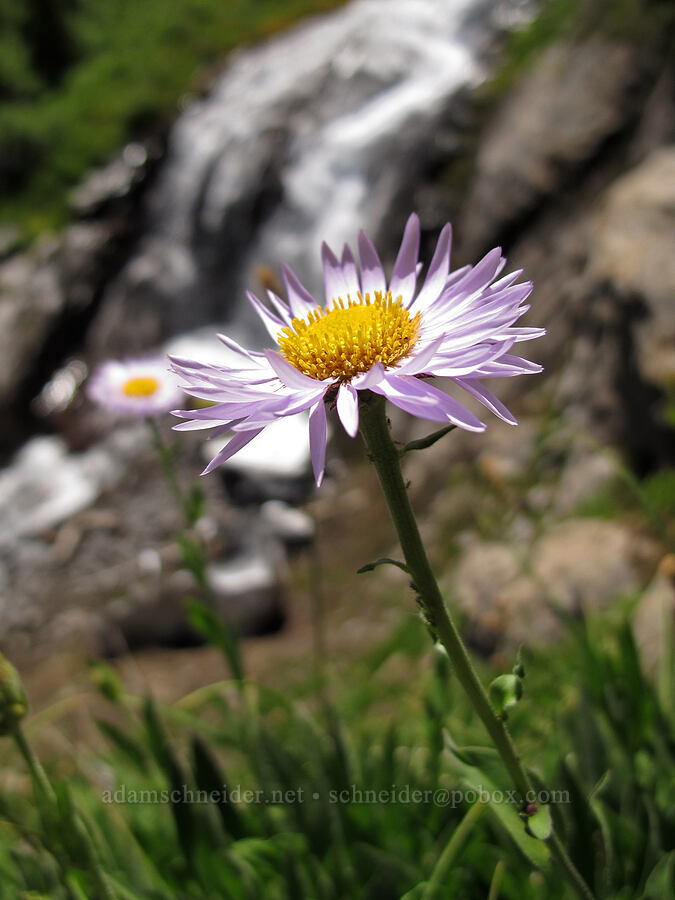 subalpine fleabane (Erigeron glacialis var. glacialis) [Heather Canyon, Mt. Hood National Forest, Hood River County, Oregon]