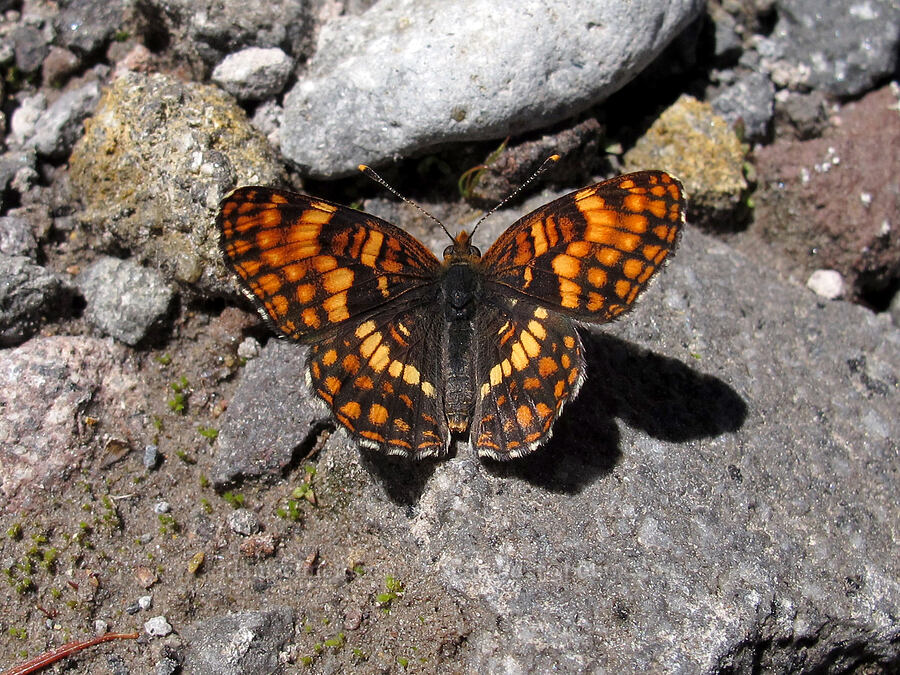 Hoffmann's checkerspot butterfly (Chlosyne hoffmanni) [Newton Creek Canyon, Mt. Hood Wilderness, Hood River County, Oregon]