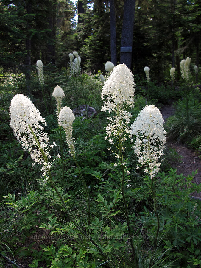 beargrass (Xerophyllum tenax) [Elk Meadows Trail, Mt. Hood Wilderness, Hood River County, Oregon]
