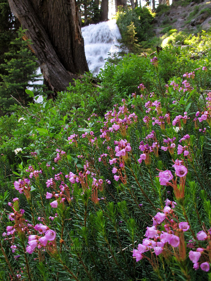pink mountain heather (Phyllodoce empetriformis) [Umbrella Falls Trail, Mt. Hood National Forest, Hood River County, Oregon]
