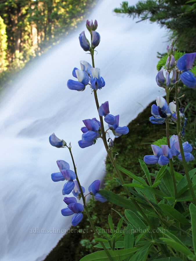 lupine (Lupinus latifolius) [Umbrella Falls Trail, Mt. Hood National Forest, Hood River County, Oregon]
