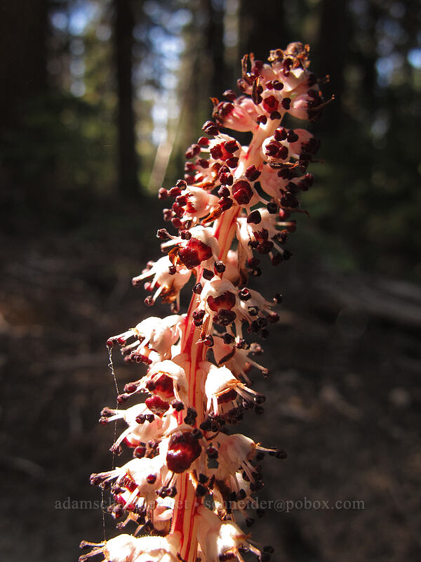 candystick (Allotropa virgata) [Mt. Thielsen Trail, Umpqua National Forest, Douglas County, Oregon]