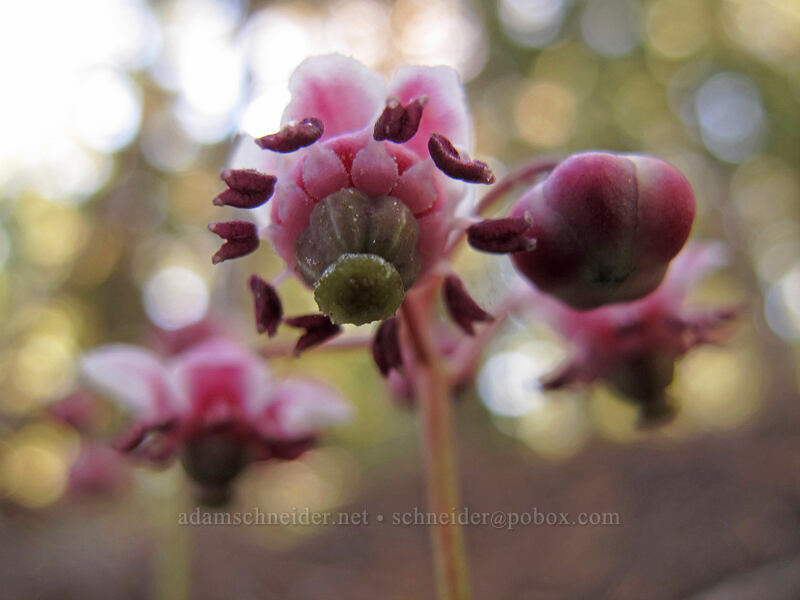 pipsissewa (Chimaphila umbellata) [Mt. Thielsen Trail, Umpqua National Forest, Douglas County, Oregon]