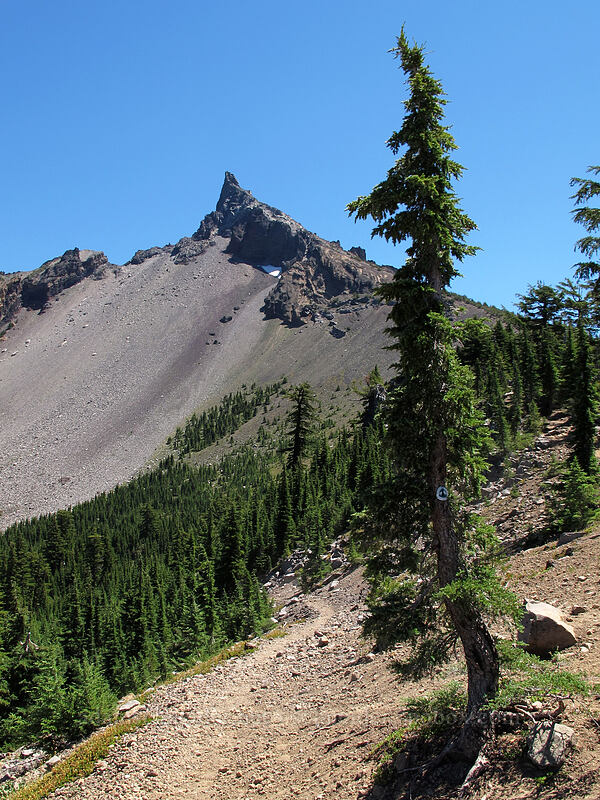 Mount Thielsen & a Seussian hemlock [Mt. Thielsen Trail, Mt. Thielsen Wilderness, Douglas County, Oregon]