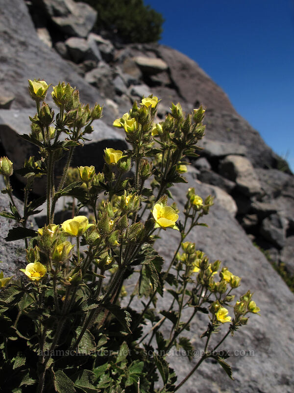 sticky cinquefoil (Drymocallis sp. (Potentilla glandulosa)) [Mt. Thielsen Trail, Mt. Thielsen Wilderness, Douglas County, Oregon]