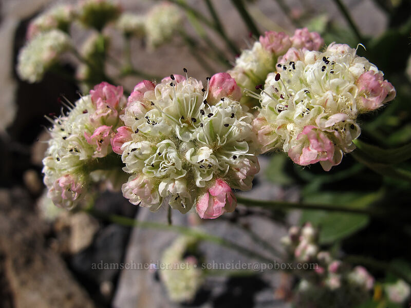 alpine buckwheat (Eriogonum pyrolifolium) [Mt. Thielsen's southwest face, Mt. Thielsen Wilderness, Douglas County, Oregon]