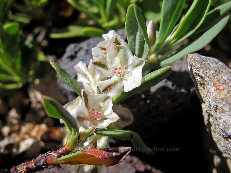 Shasta knotweed (Polygonum shastense) [Mt. Thielsen's southwest face, Mt. Thielsen Wilderness, Douglas County, Oregon]