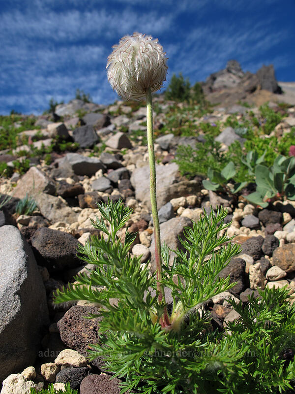 western pasqueflower (Anemone occidentalis (Pulsatilla occidentalis)) [Mt. Thielsen's southwest face, Mt. Thielsen Wilderness, Douglas County, Oregon]