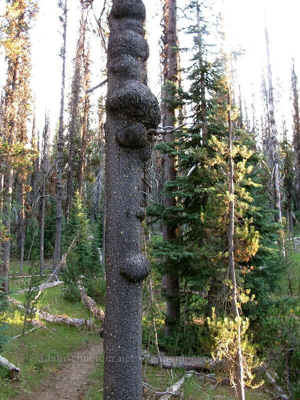 lumpy conifer [Howlock Mountain Trail, Umpqua National Forest, Douglas County, Oregon]
