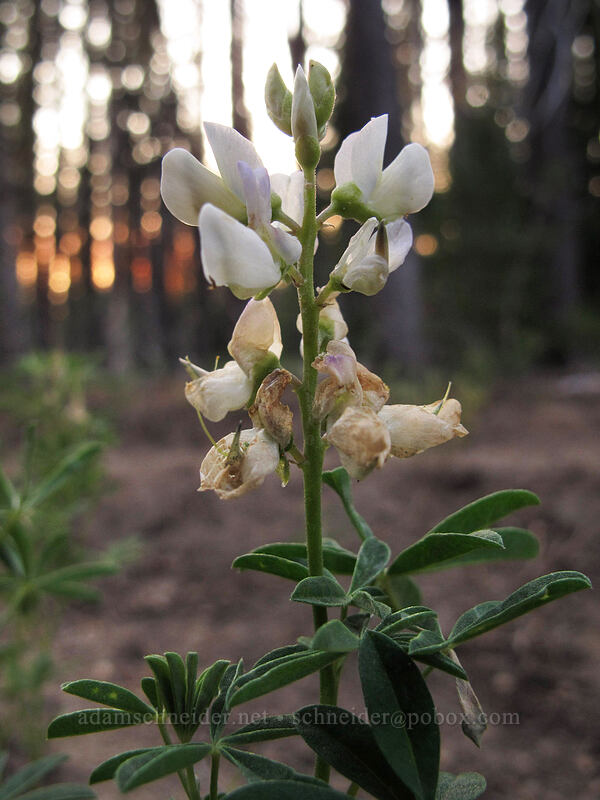 Drew's silky lupine (?) (Lupinus albicaulis) [Howlock Mountain Trail, Umpqua National Forest, Douglas County, Oregon]